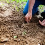 Prepare Your Garden Soil for Planting Vegetables