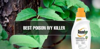 methods to kill poison ivy