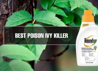 methods to kill poison ivy