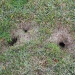 Small Holes in Lawn Overnight