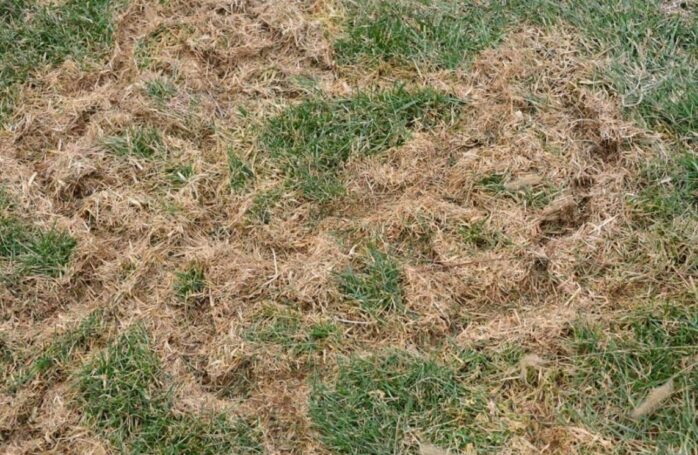 Small Holes In Lawn Overnight 6 Reasons And Solution Tips