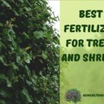 Best Fertilizer For Trees And Shrubs For Fantastical Landscape