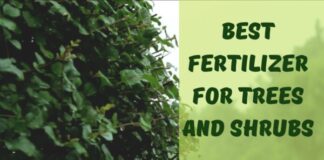 Melhor fertilizante para árvores e arbustos para paisagens fantásticas