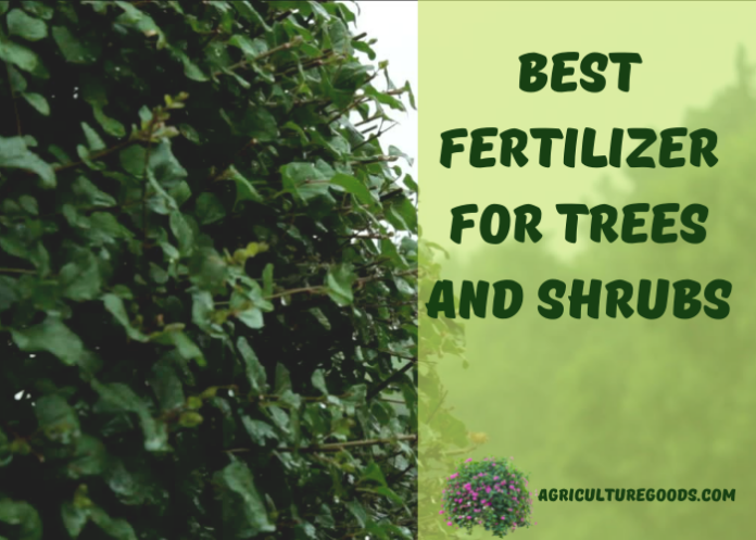 Best Fertilizer For Trees And Shrubs For Fantastical Landscape