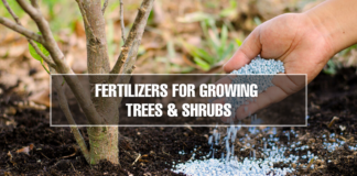 Fertilizers for Growing Trees and Shrubs