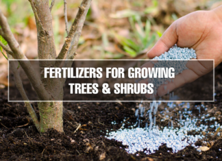 Fertilizers for Growing Trees and Shrubs