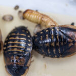 Dubia Roaches are Easy to Keep
