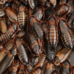 How to Set Up a Dubia Roach Colony