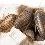 Roach Shortages
