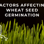 Factors Affecting Wheat Seed Germination