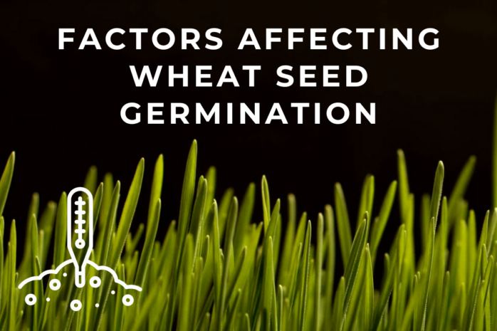 Factors Affecting Wheat Seed Germination