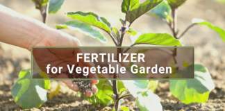 Fertilizer for Vegetable Garden