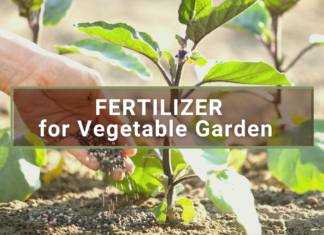 Fertilizer for Vegetable Garden
