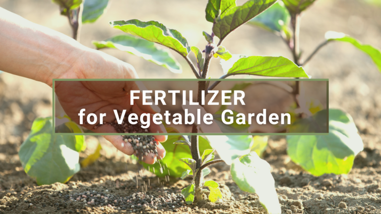 10 Best Fertilizer For Vegetable Garden 2024 - Grow Healthy Vegetables