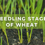 Seedling stage of Wheat