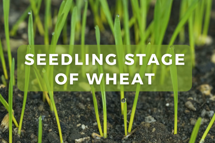 Seedling stage of Wheat