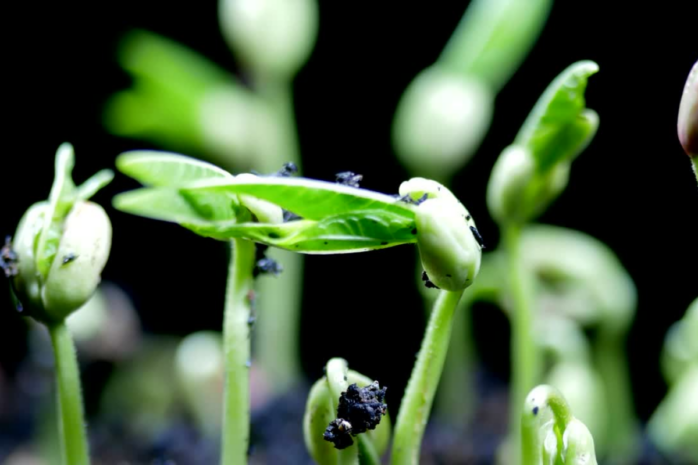 Wheat germination