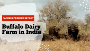 Buffalo Dairy Farm in India 1