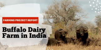 Buffalo Dairy Farm in India 1