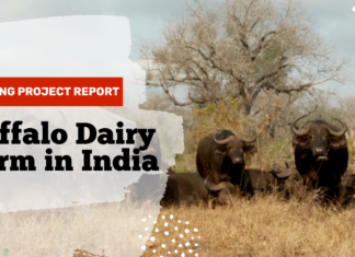 Buffalo Dairy Farm in India 1