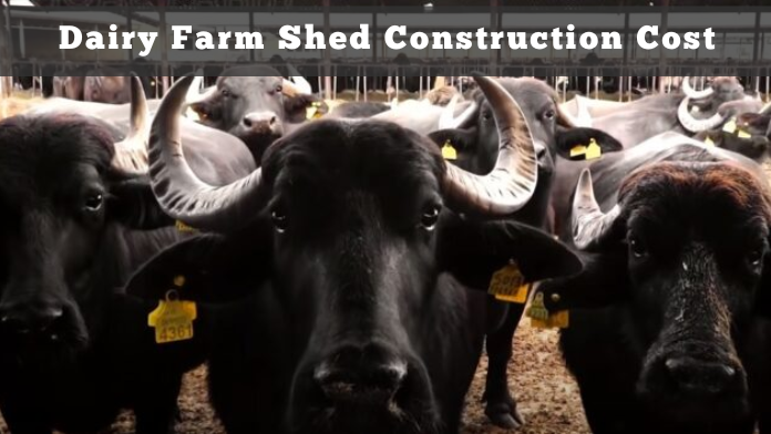 Dairy Farm Shed Construction Cost 1