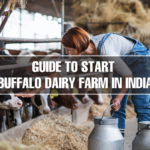 How To Start a buffalo Dairy Farm in India