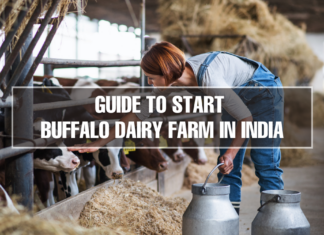 How To Start a buffalo Dairy Farm in India