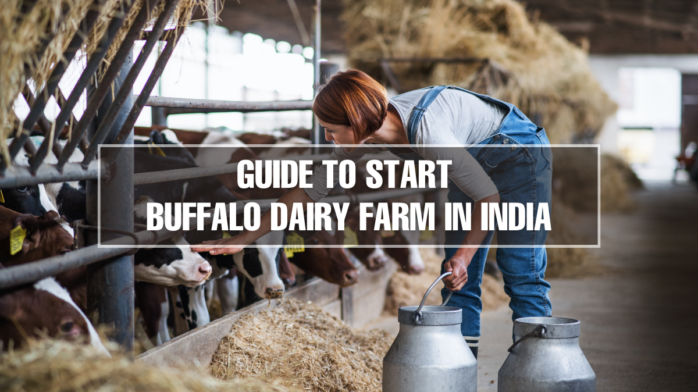 How To Start a buffalo Dairy Farm in India