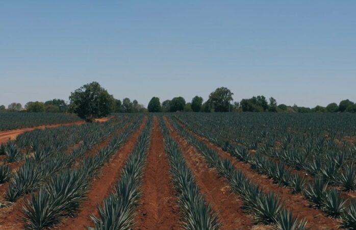 Agave