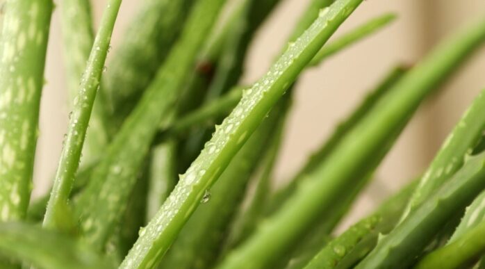 Aloe vera plant