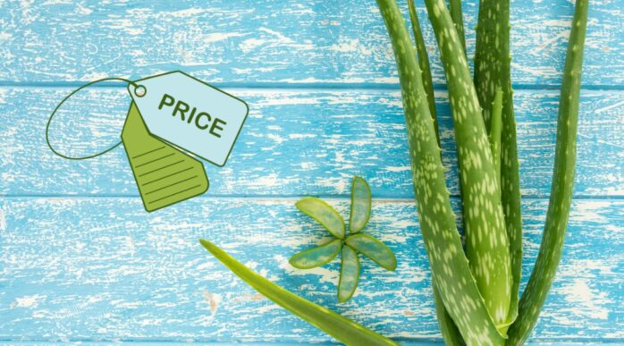 Aloe vera price in india