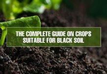 Black soils crops