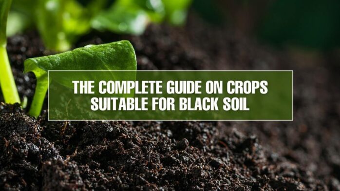 Black soils crops