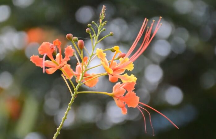 Caesalpinia (Bird of Paradise)