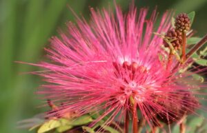 Calliandra (Fairy Duster)