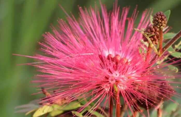 Calliandra (Fairy Duster)