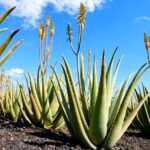 How to Sell Aloe Vera Plants to Companies in India
