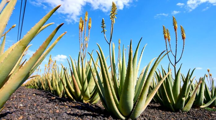 How to Sell Aloe Vera Plants to Companies in India