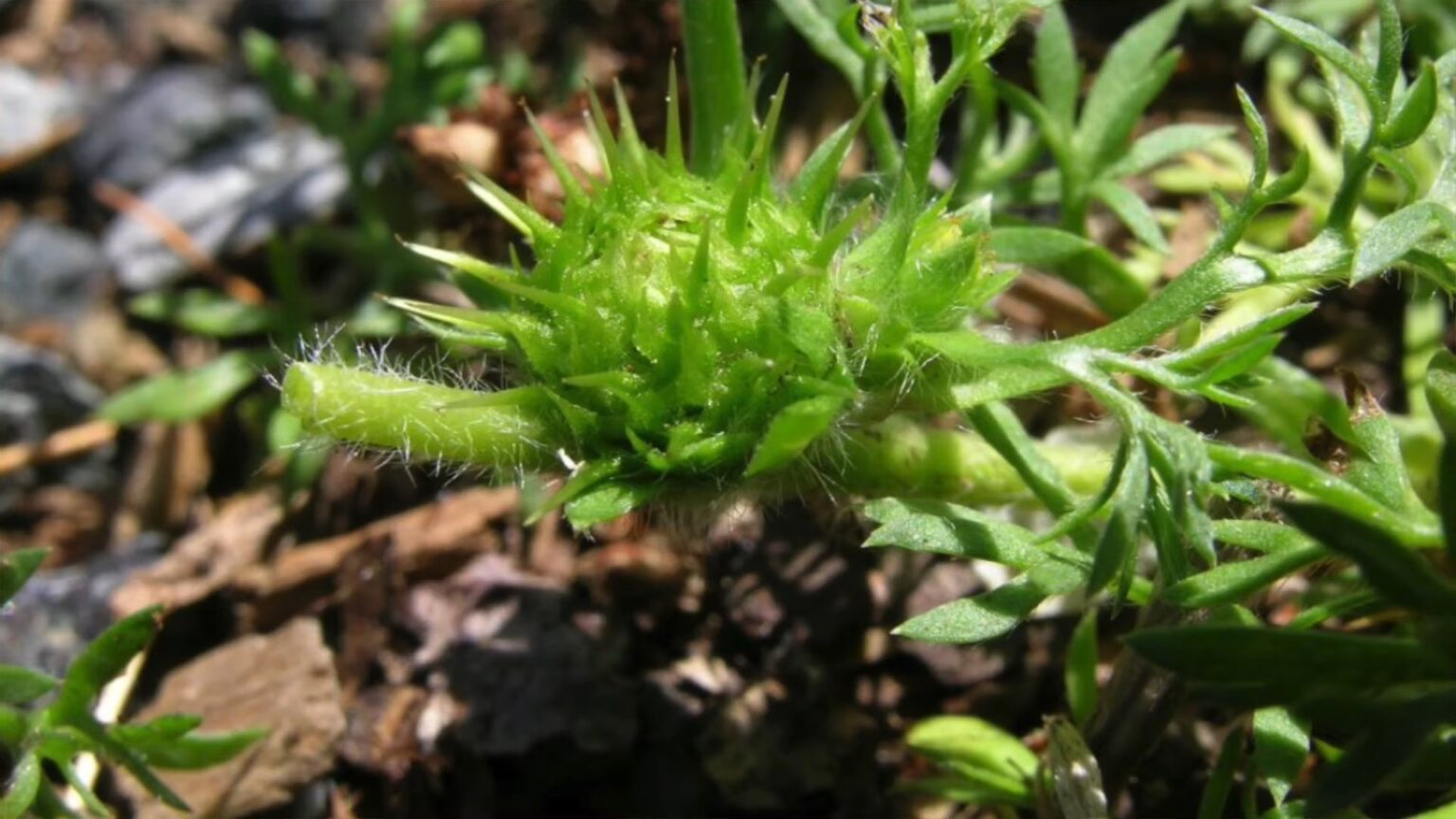 How To Get Rid of Stickers in Yard and Prevent Them Forever Gardening