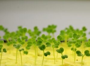 Sustainable grass
