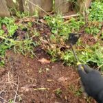 How to Clean Out A Flower Bed from Start To Finish