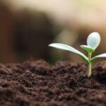 Understanding the Role of Soil Minerals