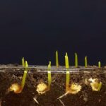 How to Make Agriculture Crops Growing Time-Lapse Videos: Pro Editing Tips