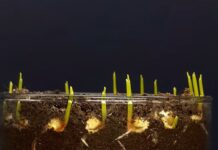 How to Make Agriculture Crops Growing Time-Lapse Videos: Pro Editing Tips