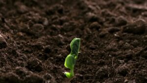 How to Make Agriculture Crops Growing Time-Lapse Videos: Top 6 Pro Editing Tips