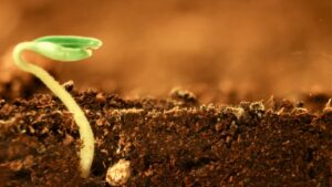 What Is an Agriculture Crop Growing Time-Lapse Video?