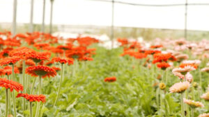 Gerbera Flowers