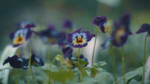 Pansy Flower