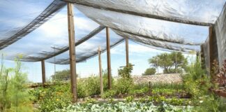Shade Cloth for Plant Protection