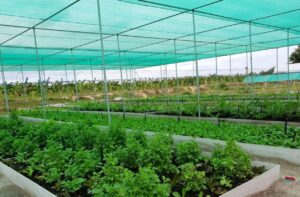Using Shade Cloth in Spring